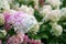 Hydrangea Vanille Fraise blooming with pink and white flowers in summer garden