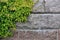 Hydrangea vine and stone wall