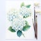 Hydrangea Watercolor Painting: White Alba Flowers On White Background