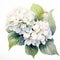 Hydrangea Watercolor Painting: White Beauty Flowers On White Background