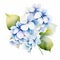 Hydrangea Watercolor Painting: White Starburst Flowers On White Background