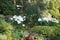 Hydrangea and Weeping Siberian Peashrub Caragana arborescens pendula