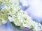 Hydrangea white colored flowerhead