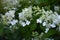 hydrangea white small hydrangea flowers buds wedding delicate branches flowers