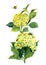 Hydrangea yellow illustration flower