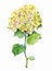 Hydrangea yellow illustration flower watercolor
