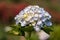 Hydrangea, yellow, mixed with purple, is blooming beautifully in the garden.