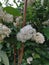 Hydrangeaceae, Raue Deutzia white flower shrubby plant