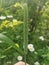 Hydrangeaceae, Raue Deutzia white flower shrubby plant