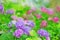 Hydrangeas. Abstract blurred floral background.