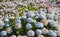 Hydrangeas, beautiful bush of hydrangea flowers in a garden. Sao Miguel, Azores Islands, Portugal.