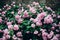 Hydrangeas. big beautiful hydrangea pink bush,amazing flowers in