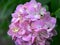 Hydrangeas blooming in Christchurch Botanic Gardens