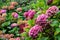 Hydrangeas blooming in Christchurch Botanic Gardens