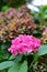 Hydrangeas blooming in Christchurch Botanic Gardens