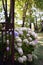 Hydrangeas blooming at the foot of a metal fence