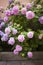 hydrangeas blooming in spring, colorful flower bushes