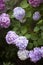 hydrangeas blooming in spring, colorful flower bushes