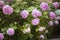 hydrangeas blooming in spring, colorful flower bushes