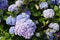 Hydrangeas blue and purple