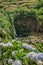 Hydrangeas on cliff with blurred landscape with waterfall in background at Achadinha, São Miguel - Azores PORTUGAL