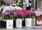 Hydrangeas at farmers market