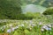 Hydrangeas flowers on the volcano