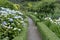 Hydrangeas, Inverewe Garden