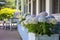 hydrangeas near the front porch of a cape cod cottage