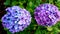 Hydrangeas purple & violet