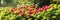 Hydrangeas, Red Hydrangea,red flower, flowers