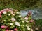 Hydrangeas on the stream