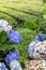 Hydrangeas and Tea