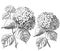 Hydrangeas - vintage engraving