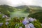 Hydrangeas on the volcano