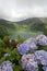 Hydrangeas on the volcano in the Azores, Fayal, Portugal