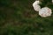 Hydrangeas white flowers on green background in the sunset