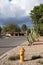 Hydrant and Totem Pole cacti at xeriscaped city street in Phoenix, AZ