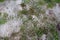 Hydrilla verticillata plant