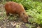Hydrochoerus hydrochaeris or Capybara, Amazon rainforest, Peru