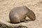 Hydrochoerus hydrochaeris Capybara, the largest rodent