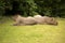 Hydrochoerus hydrochaeris Capybara, the largest rodent