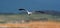 Hydrocoloeus minutus, The little gull