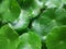 Hydrocotyle verticillata or whorled pennywort green round leaf plant fresh