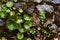 Hydrocotyle vulgaris growing on the rocks. Green coin grass between the stones. Natural green plants background. Close-up