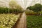 Hydroculture plant nursery in the Netherlands