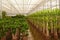 Hydroculture plant nursery various plants