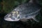 Hydrocynus goliath, the African tigerfish, close up