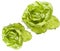 Hydroponic Bibb Lettuce