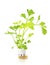 Hydroponic celery vegetable